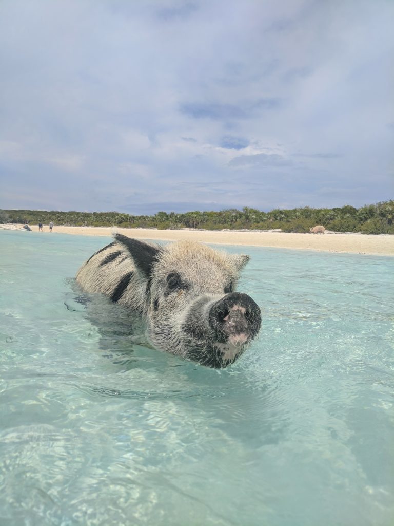 swimming pigs exumas Bahamas